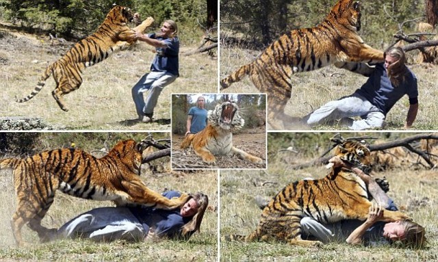 Foto-foto Dramatis Ketika Harimau `Menerkam` Mangsanya